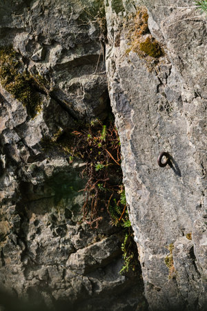 Single climbing hook in a mossy steep wall.の写真素材