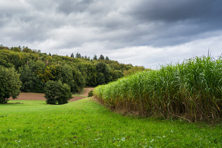 View allong a reed field against a dramatic autumn sky.の写真素材