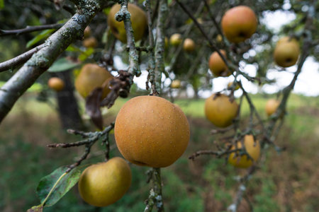 Apples before harvest, hanging on its tree. Close-up and selective focus.の写真素材