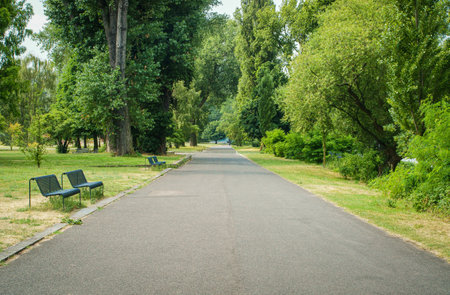 Asphalted path through a deserted public park on a light cloudy day.