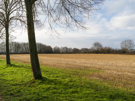 View over a harvested field to a forest on a friendly, snowless winter day. A January scene.の写真素材