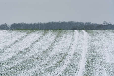 A snowy field on a cloudy morning.