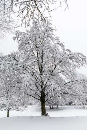 A snow-covered tree in a snow-covered park in cloudy weather..の写真素材