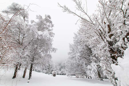 View between snow-covered trees in a snowy park in hazy weather.の写真素材