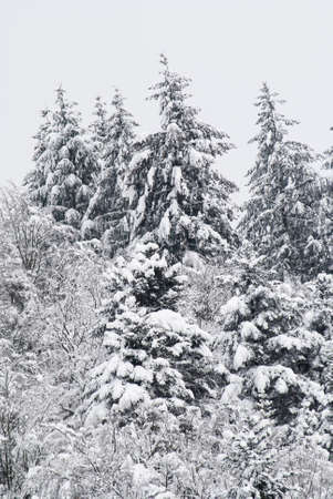 Fir trees on the top of a snow-covered, forested hill in January.の写真素材