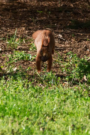 Squirrel runs and jumps across the ground with a nut in its mouth. Frontal view.の写真素材