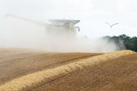 A combine harvester disappears in a cloud of dust while mowing a rye field.の写真素材
