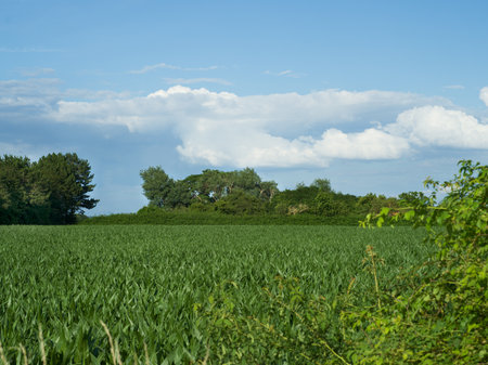 View over a corn field to a groveの写真素材