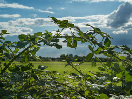View throug a bramble bush on a pasture in the interaction of sun and clouds.の写真素材