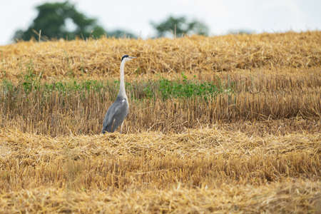 A gray heron in the middle of a freshly harvested rye field in July.の写真素材