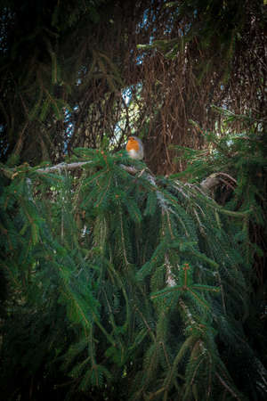 A robin stands out with its color from a green conifer.の写真素材