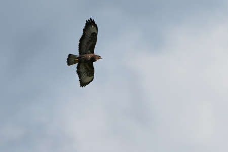Saturated buzzard in the light gray summer sky. A July scene.の写真素材