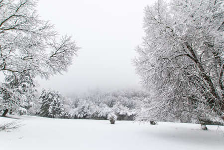 Snowy trees in a snow-covered park on a foggy day in January.の写真素材