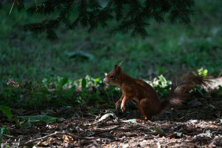 A squirrel in the shade under trees in summer.の写真素材