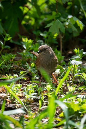 A Bird, a Dunnock, in the undergrowth in the garden in spring.の写真素材