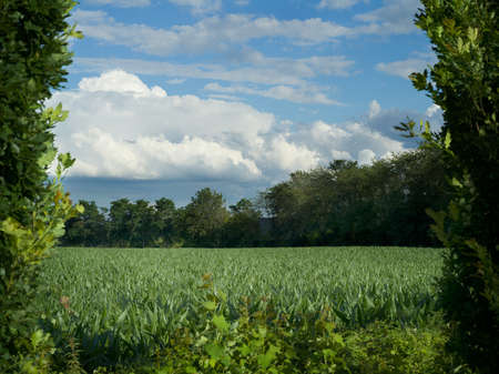 View over a corn field to a small forest under cloudy skies.の写真素材