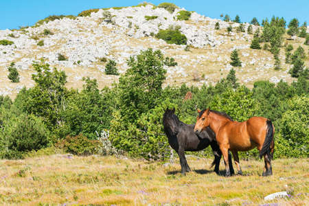 Free horses in the grasslands of the Croatian mountains.の写真素材