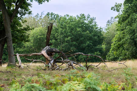 Dead tree in the heather on a summer day.