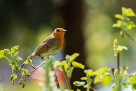 European robin on a branch in the garden.の写真素材
