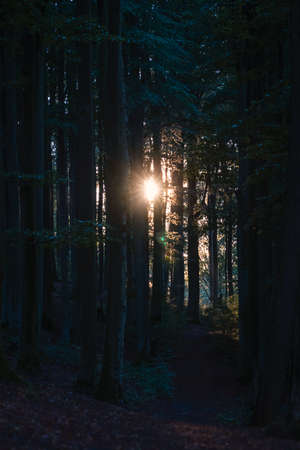 Low sun shines in a summer forest.の写真素材