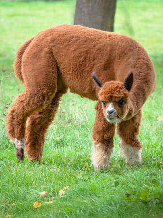 An alpaca in the pasture looks towards the camera.の写真素材