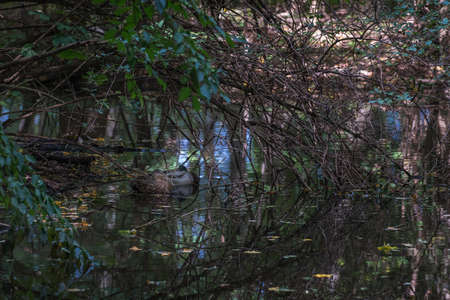 Ducks on a pond in the undergrowth of the forest.の写真素材
