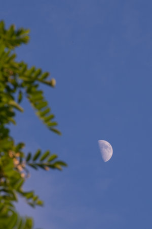 Crescent moon in the blue morning sky. Framed by leaves in blur.の写真素材