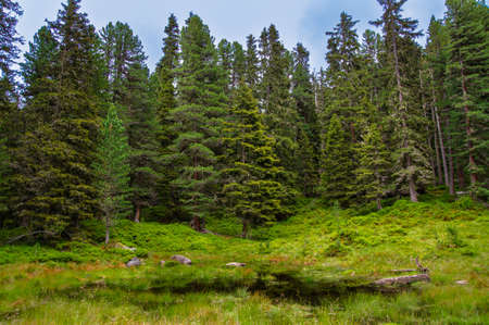 Small pond in the mountain forest of the Alps in Summer.の写真素材