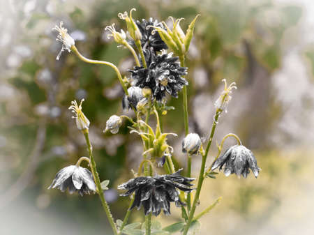 Columbine with black flowers in close-up with selective focus.の写真素材