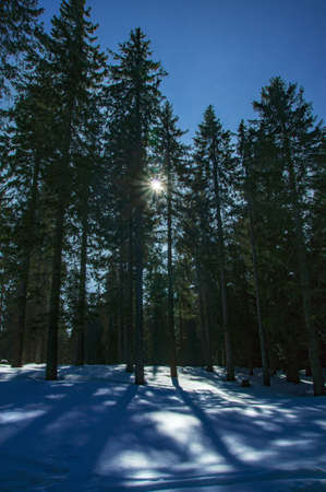 The sun shines through trees on a snowy landscape.の写真素材