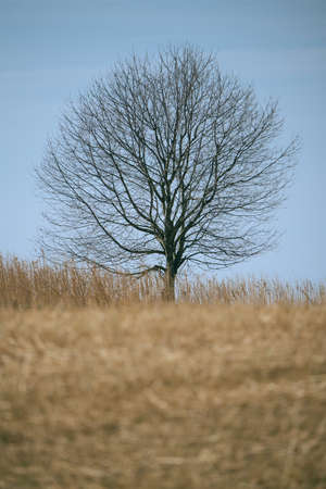 Bare tree at the edge of a field.