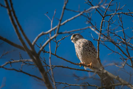 A hawk between branches watches the area.の写真素材