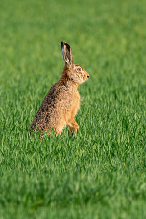 Brown hare in the green field in spring.の写真素材