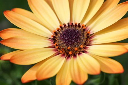 Daisy Cream Yellow 3の写真素材