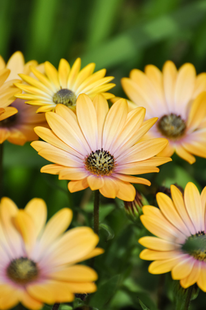 Daisies Cream Yellow 2の写真素材