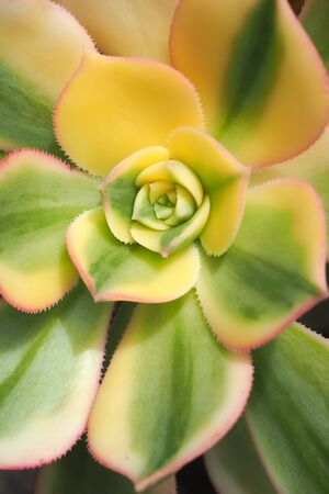Echeveria Variegated 3の写真素材
