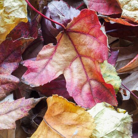 A collection of  colorful Autumn / Fall leaves. Square Format.