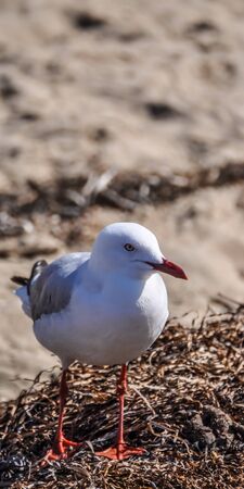 An Australian Seagull, or Silver Gull, standing on dried seaweed by the beach, in close-up.の写真素材