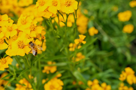 A honey bee collecting pollen from a bright yellow Tarragon flower.
