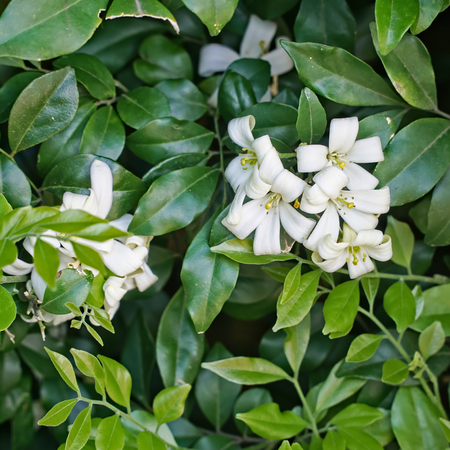 Cluster of white Murraya flowers surrounded by leaves.