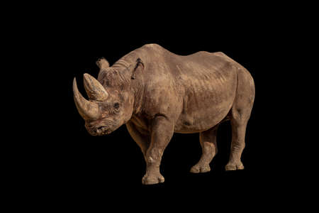 fine art portrait of a black rhinoの写真素材