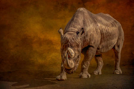 a fine art portrait of a standing rhinoの写真素材