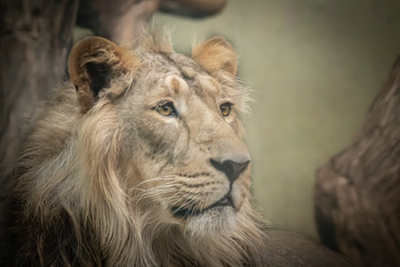 portrait of a lion with open eyes looking rightの写真素材