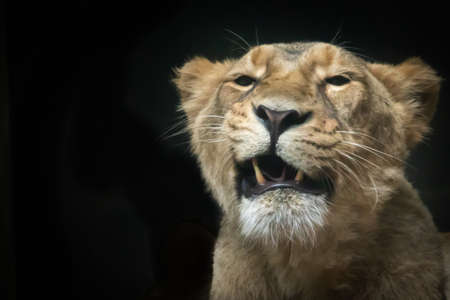 a female lion growling showing her teethの写真素材