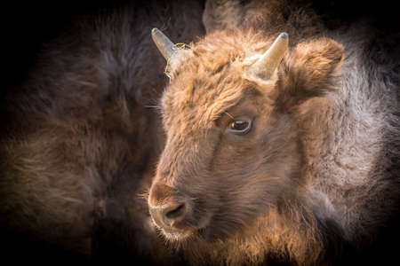 portrait of a young bison looking toward the leftの写真素材