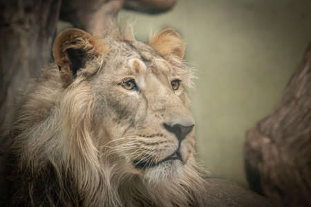 closeup of a male lion looking forward on an orange backgroundの写真素材