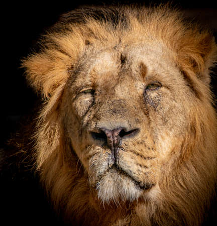 portrait of a male lion with his face in the sun