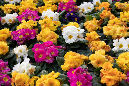 rows of colorful primroses to be sold at a farmers marketの写真素材
