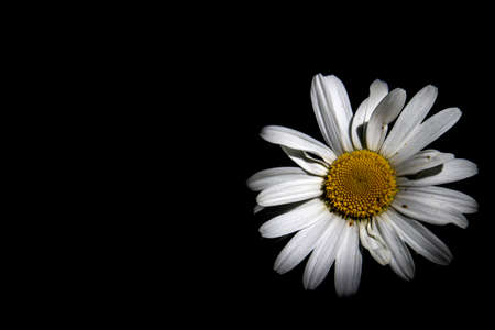 looking down on a white daisyの写真素材