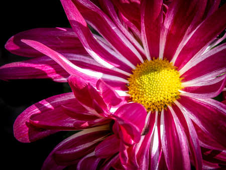 macro of a bright red blooming spring flowerの写真素材